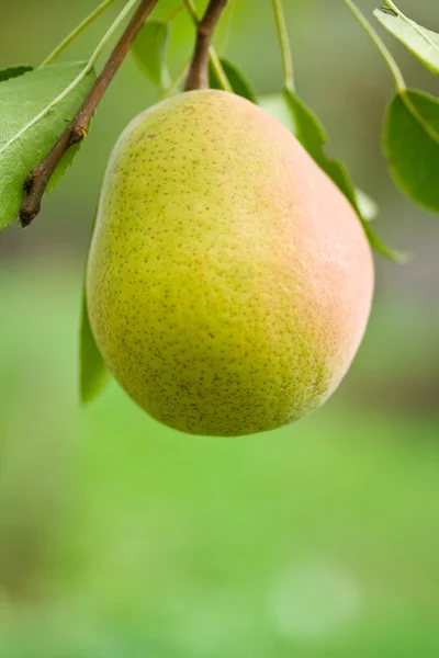 Pear — Stock Photo, Image