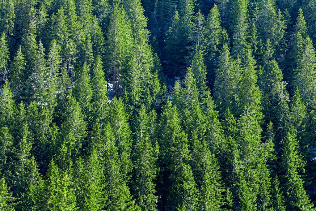 Pine trees — Stock Photo © Xalanx #2247124