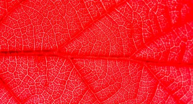 Makro kırmızı yaprak