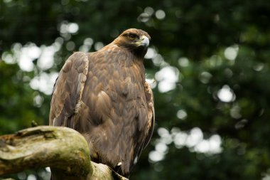 Eagle on branch clipart