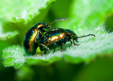 Beetles mating clipart