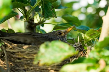 blackbird iç içe geçirme