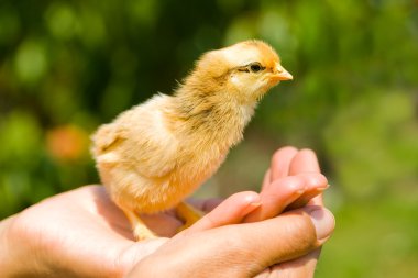 Baby chick on palm clipart