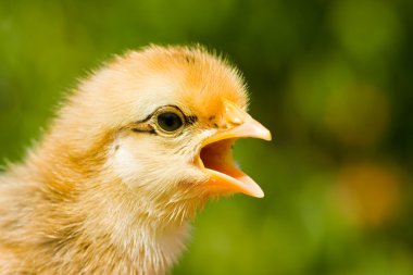 Baby chick screaming clipart