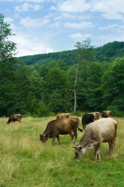 Cows grazing clipart