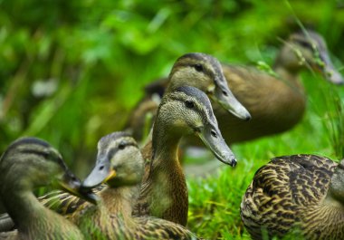 Ducks clipart