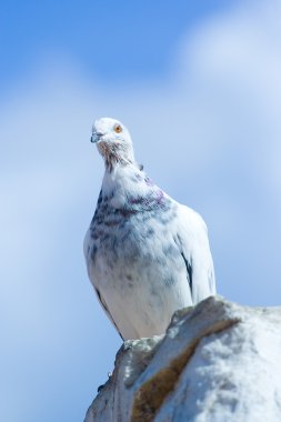 Bir kayanın üzerinde oturan güvercin