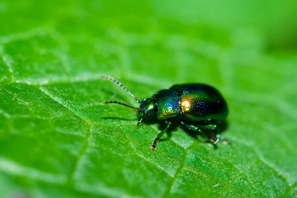 Green shiny beetle — Stock Photo © Xalanx #2255079