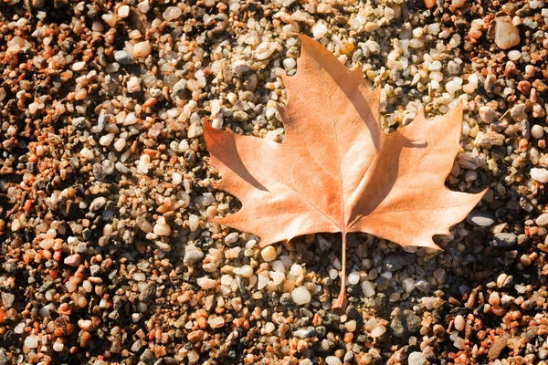 Fallen leaf — Stock Photo, Image