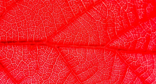Makro červený list — Stock fotografie