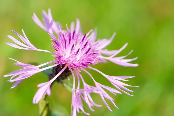 Květ po zelené pozadí — Stock fotografie