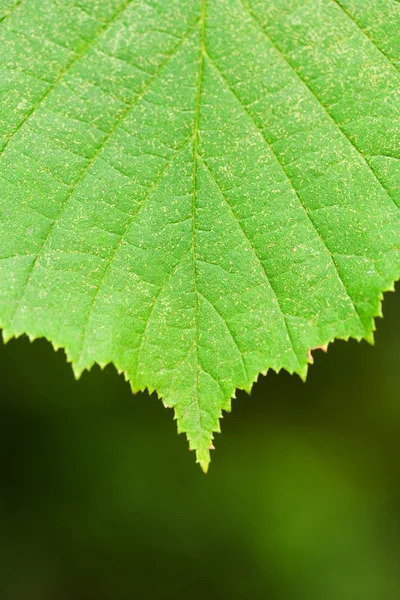 Yeşil bir yaprağa yaklaş — Stok fotoğraf