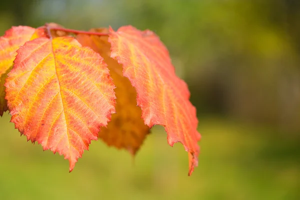 Orange leaves — Stock Photo, Image