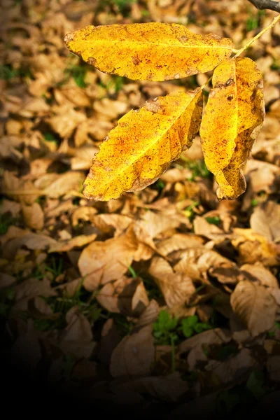 Χρυσό φύλλο πάνω από νεκρά φύλλα χαλί — Φωτογραφία Αρχείου