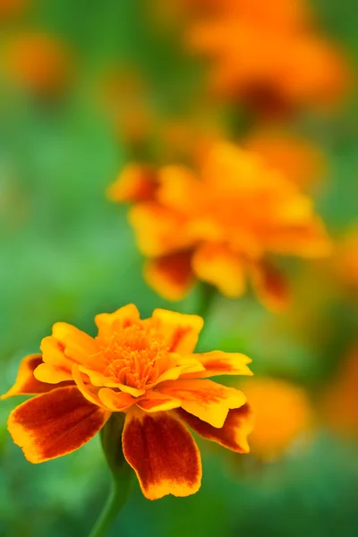 Yeşil arka plan üzerinde çiçekler — Stok fotoğraf