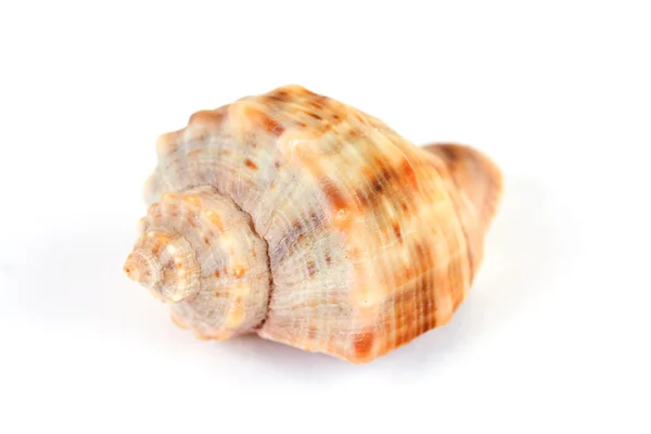 Spirála shell na bílém pozadí — Stock fotografie