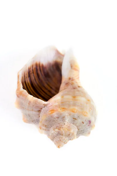 Shell espiral no fundo branco — Fotografia de Stock