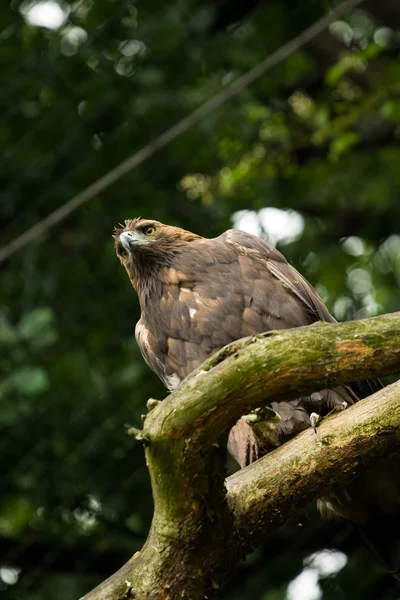 stock image Eagle on a branch