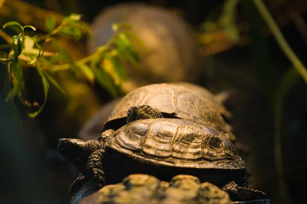 stock image Turtles resting