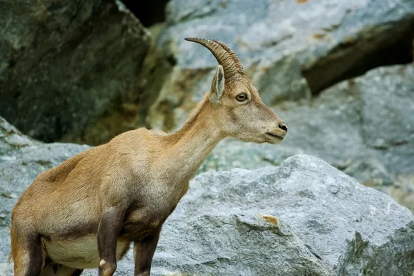 Cabra de montaña — Foto de Stock