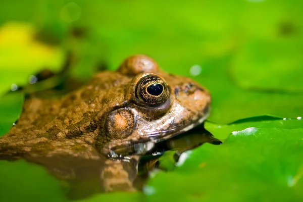 Мила жаба — стокове фото