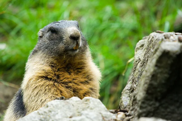 Marmota bonito — Fotografia de Stock