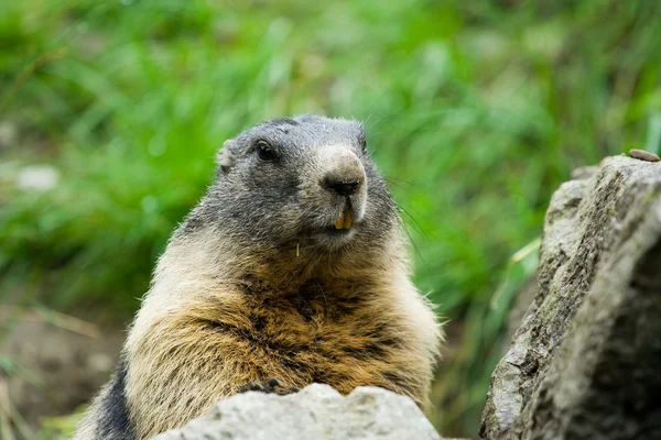 Marmotte mignonne — Photo