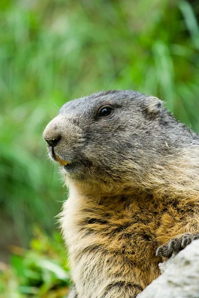Linda marmota — Foto de Stock