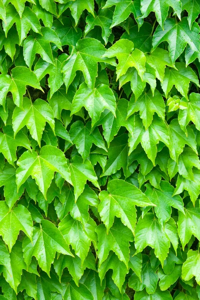 Tło zielonych liści — Zdjęcie stockowe