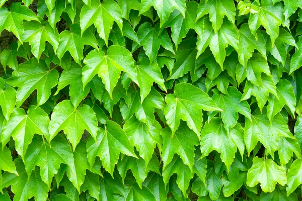 Pozadí zelených listů — Stock fotografie