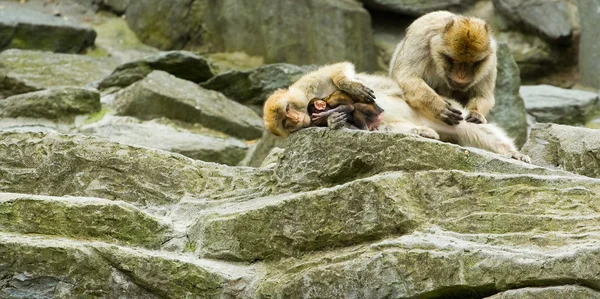 Macaques — Stock fotografie