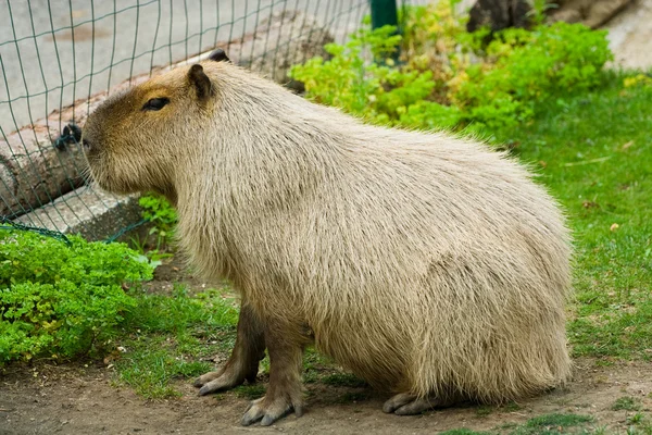 Capibara. —  Fotos de Stock