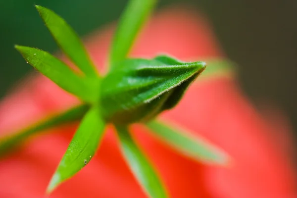Japanese rose bud — Stock Photo, Image