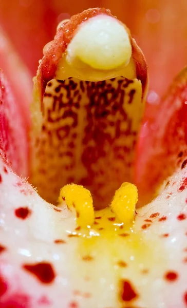 Dentro de uma orquídea — Fotografia de Stock