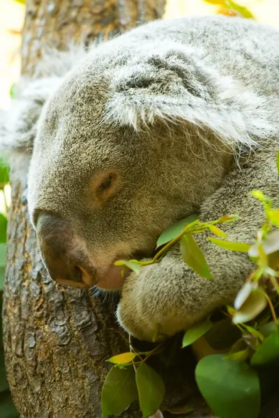 Koala en un árbol — Foto de Stock