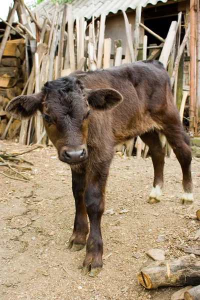 Dziecko krowa — Zdjęcie stockowe