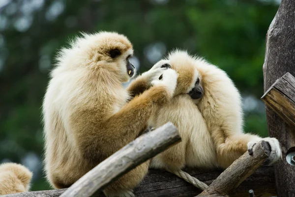 Macacos — Fotografia de Stock