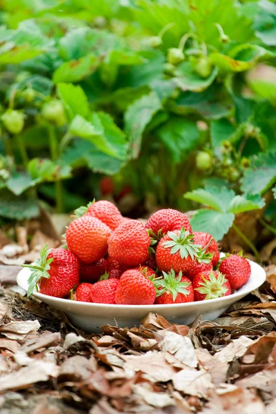 Fresas en un plato en la naturaleza — Foto de Stock