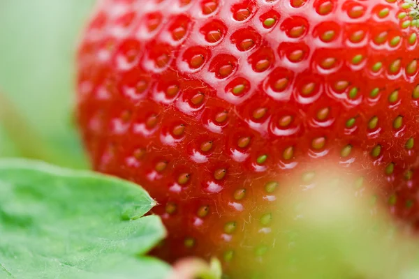 Φράουλα με φύλλα — Φωτογραφία Αρχείου