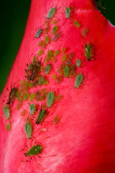家庭的玫瑰花上的 bug — 图库照片