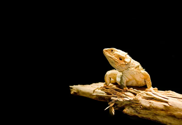 Lizard — Stock Photo, Image