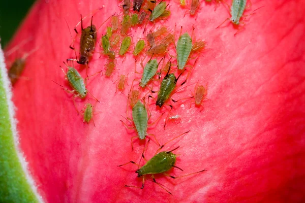 Famille des insectes sur une rose — Photo