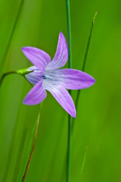 紫の花 — ストック写真