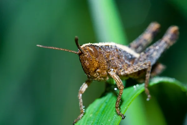 Kobylka na brčko — Stock fotografie