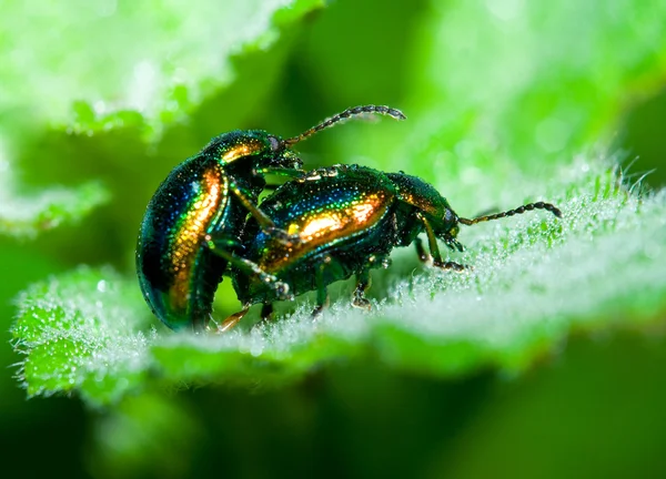 Beetles mating — Stock Photo, Image