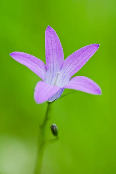 Purple flower — Stock Photo, Image
