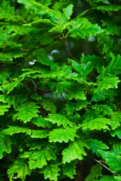 Folhas de carvalho — Fotografia de Stock