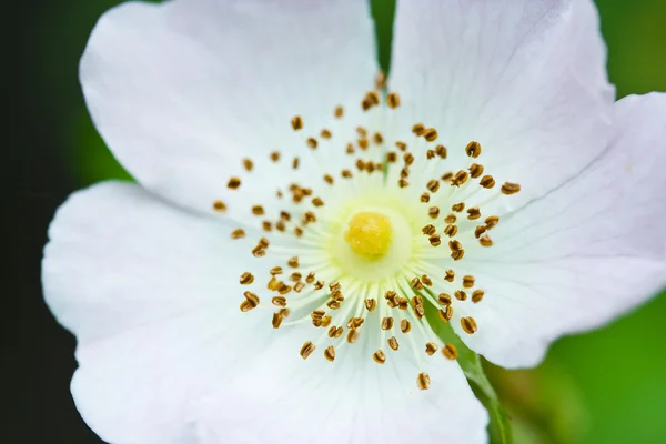 Briar biały kwiat — Zdjęcie stockowe