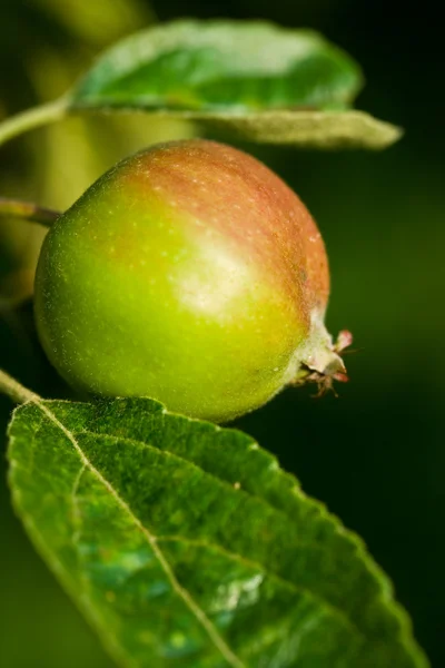 Jeune pomme sur branche — Photo