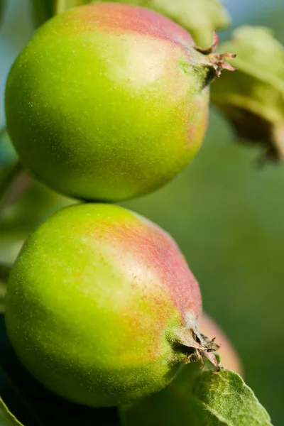 Manzana joven en rama —  Fotos de Stock